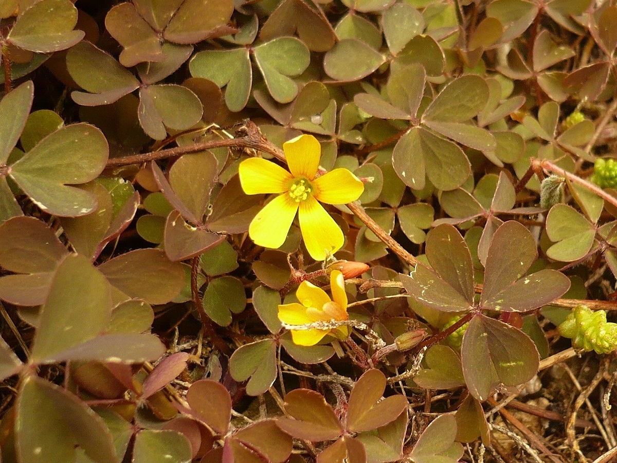 Oxalis corniculata var. repens (Oxalidaceae)